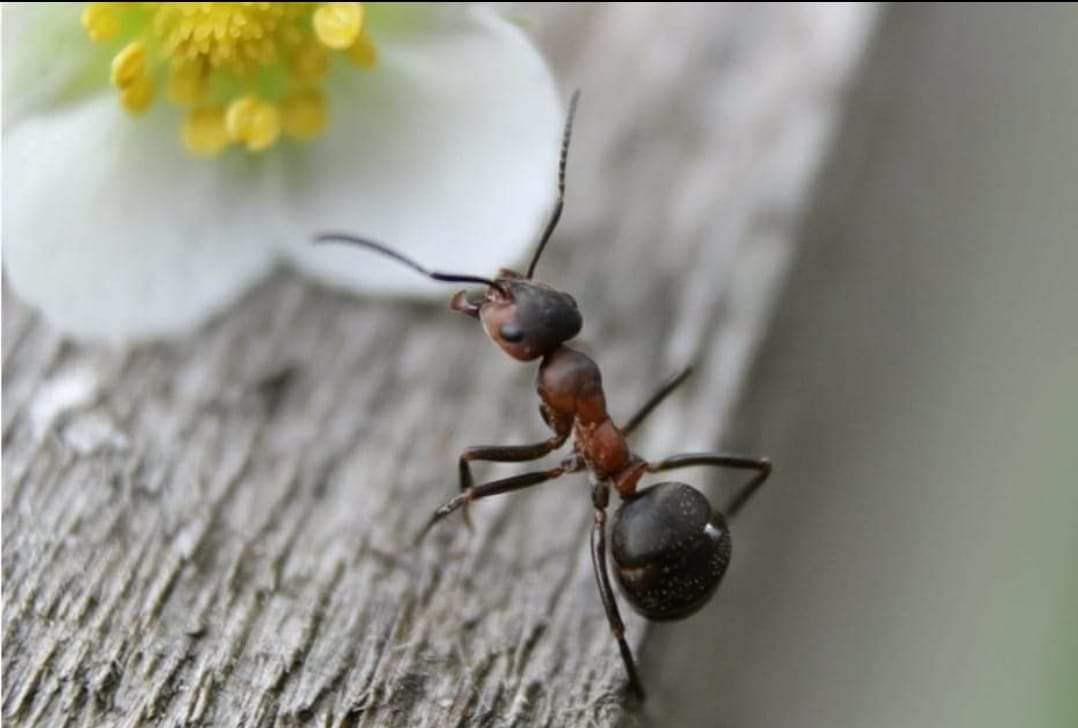 Karınca Fısıltıları / Sevda Akyol Baştımar 
