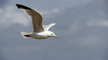 Albatros'un Kanadında / Sevda Akyol Baştımar 