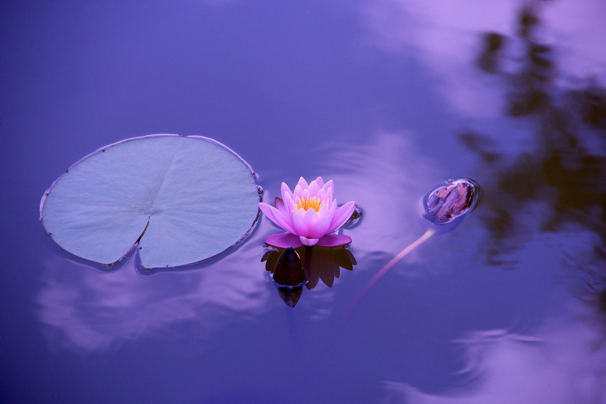 Lotus Çiçekleri / Ayşen Özgür 